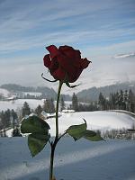  9. Februar 2010 - eine rote Rose für Samuel